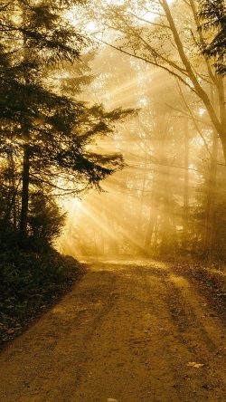 nh73-sunny-road-wood-forest-light-tree-nature-gold