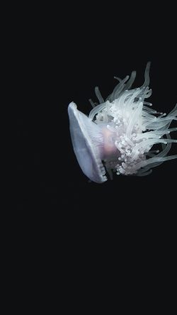 nh77-jellyfish-dark-sea-ocean-animal