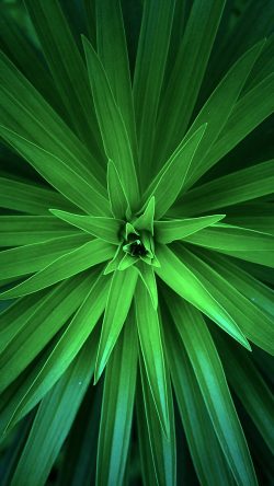 nh79-leaf-flower-green-line-nature