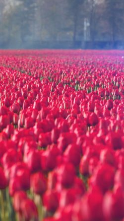 ni19-red-rose-flower-spring-happy-pink-flare
