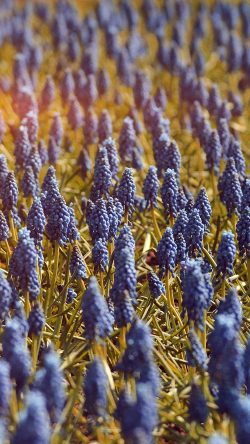 ni30-muscari-field-flower-summer-nature-flare