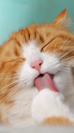 ni62-happycat-animal-cute-smile