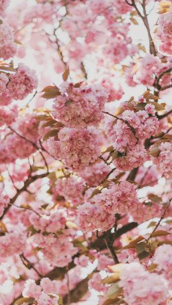 ni91-spring-flower-pink-blossom-bokeh-nature