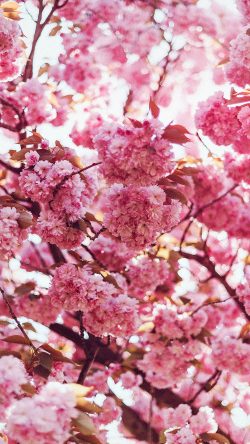 ni92-spring-flower-pink-blossom-bokeh-nature-flare
