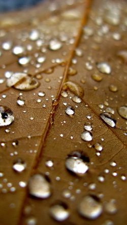 nj07-leaf-rain-water-drop-bokeh-nature
