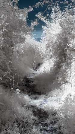 nj18-white-wood-mountain-tree-snow-winter-nature