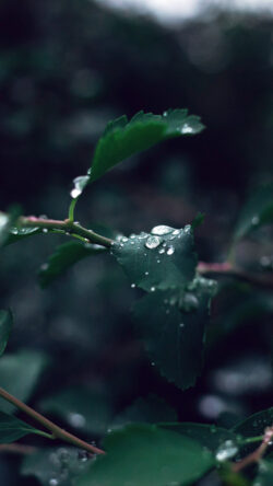 nj40-leaf-water-rain-nature-green-dark