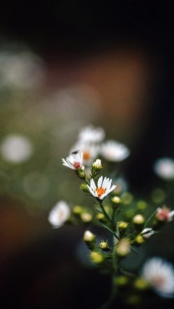nj66-bokeh-flower-nature-dark-spring