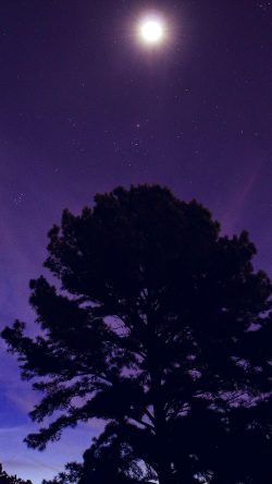 nj68-one-star-shine-night-dark-blue-sky-wood-purple