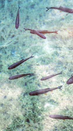 nj82-fish-sea-water-nature-ocean-flare