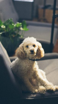 nj91-roy-sofa-dog-pet-animal-cute