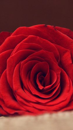 nk03-rose-flower-red-spring-love