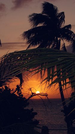 nk20-beach-sunset-sea-tree-nature-holiday