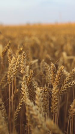 nk30-nature-reed-field-flower-fall