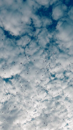 nk33-sky-cloud-birds-nature-blue-high