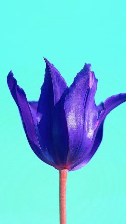 nk38-flower-art-minimal-purple-blue-green-nature