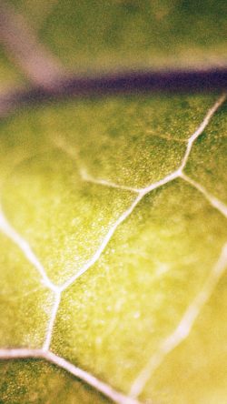 nl27-leaf-zoom-green-blue-nature-bokeh