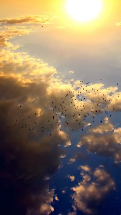 nl72-sky-bird-fly-summer-sun-nature