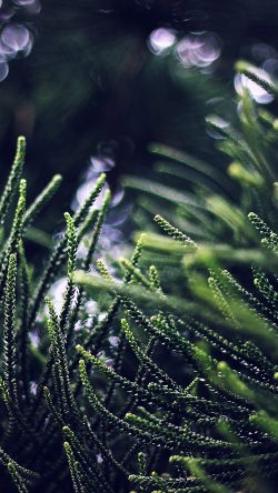 nl77-tree-green-bokeh-nature-spring-blue-dark