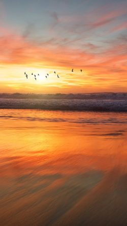 nm03-sunset-sea-nature-orange-summer-sky-bird