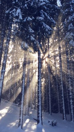 nm61-wood-snow-winter-light-sun-nature-blue