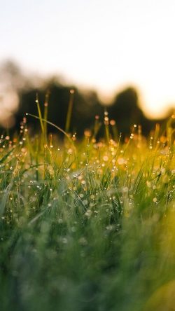 nm66-lawn-green-nature-sunset-light-bokeh-spring