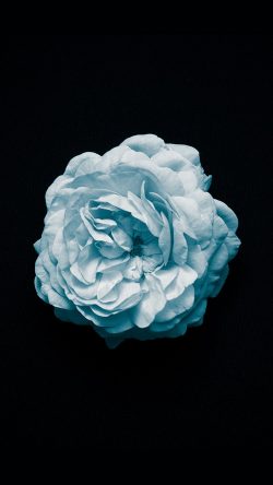 nm84-flower-center-blue-minimal-simple
