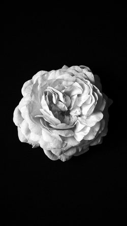 nm87-flower-center-bw-dark-minimal-simple