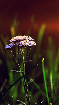 nn28-spring-flower-bokeh-beautiful-blue-flare