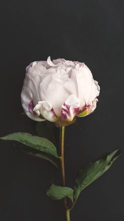 nn37-flower-white-dark-nature