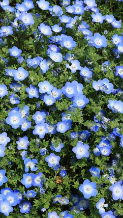nn48-flower-spring-blue-nature