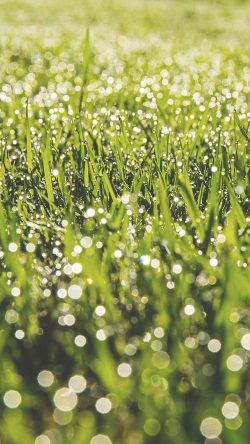 no20-lawn-green-spring-bokeh-light