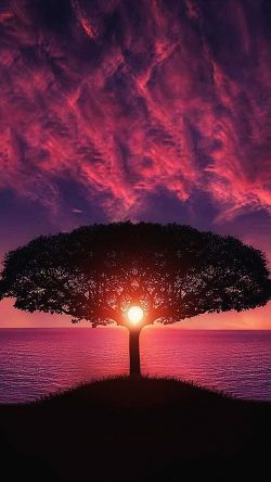 no28-sea-tree-purple-sky-nature