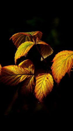 no32-fall-leaf-dark-nature