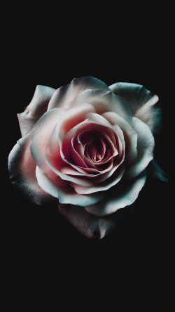 np16-flower-white-dark-red-green-minimal-nature