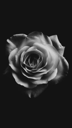 np18-flower-white-dark-minimal-nature-bw