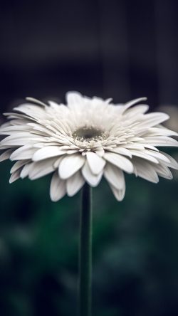 np65-flower-blue-bokeh-white-nature