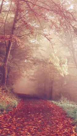 np70-fall-mountain-road-romantic-red-nature