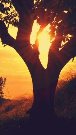 np92-sunset-through-tree-afternoon-mountain-nature