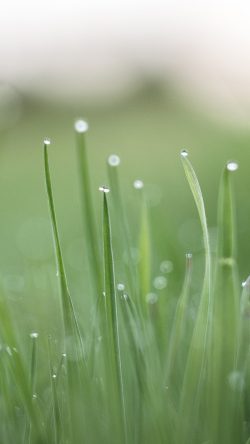 nq11-morning-dew-green-nature