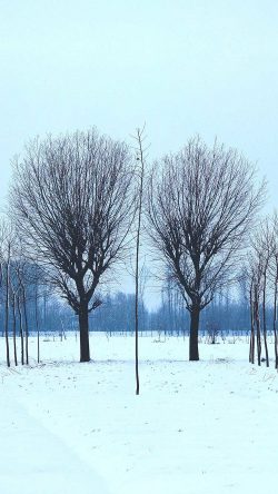 nq41-winter-tree-cold-snow-nature