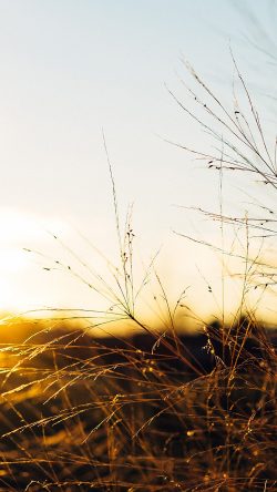 nq73-sunset-field-sky-nature