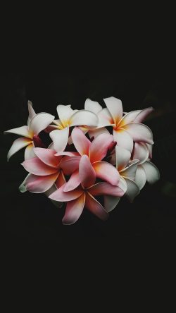 nq75-flower-dark-nature