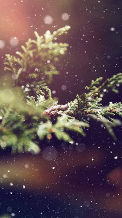 nq90-rain-wood-bokeh-forest-nature-blue