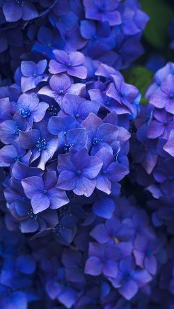 nr08-flower-spring-blue-purple-nature