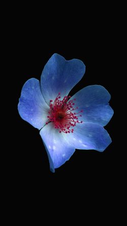 nr39-macro-flower-dark-blue-nature