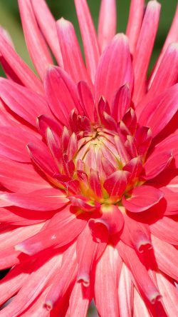 nr65-flower-red-pink-spring-nature