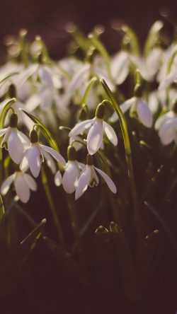 nr94-flower-river-bokeh-nature