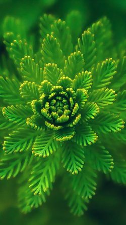ns00-flower-green-leaf-nature