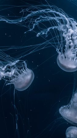 ns30-animal-ghostfish-sea-ocean-nature